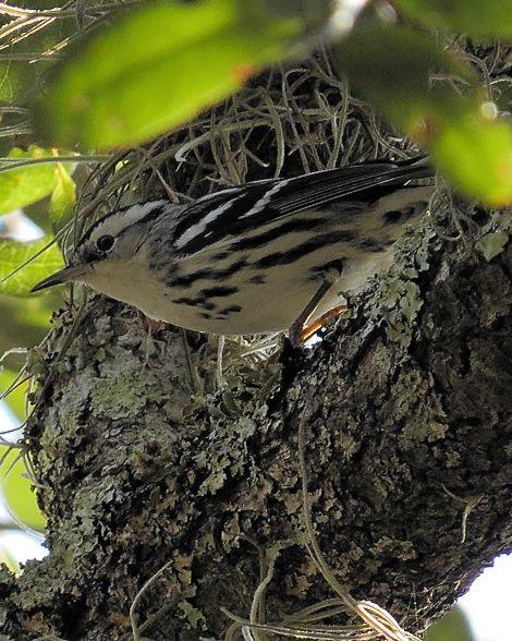 Black-and-white Warbler Photo by Kevin Brabble
