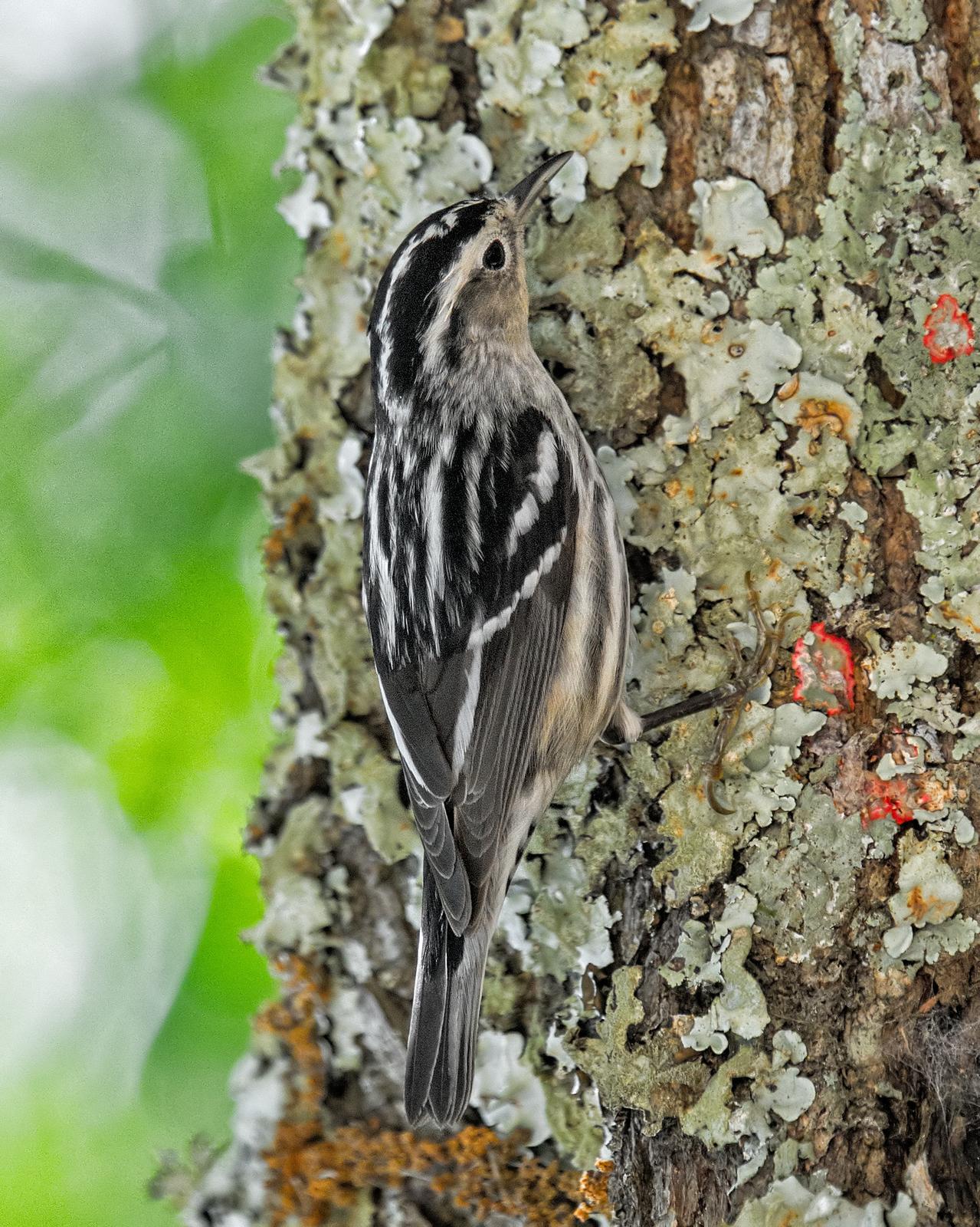 Black-and-white Warbler Photo by JC Knoll