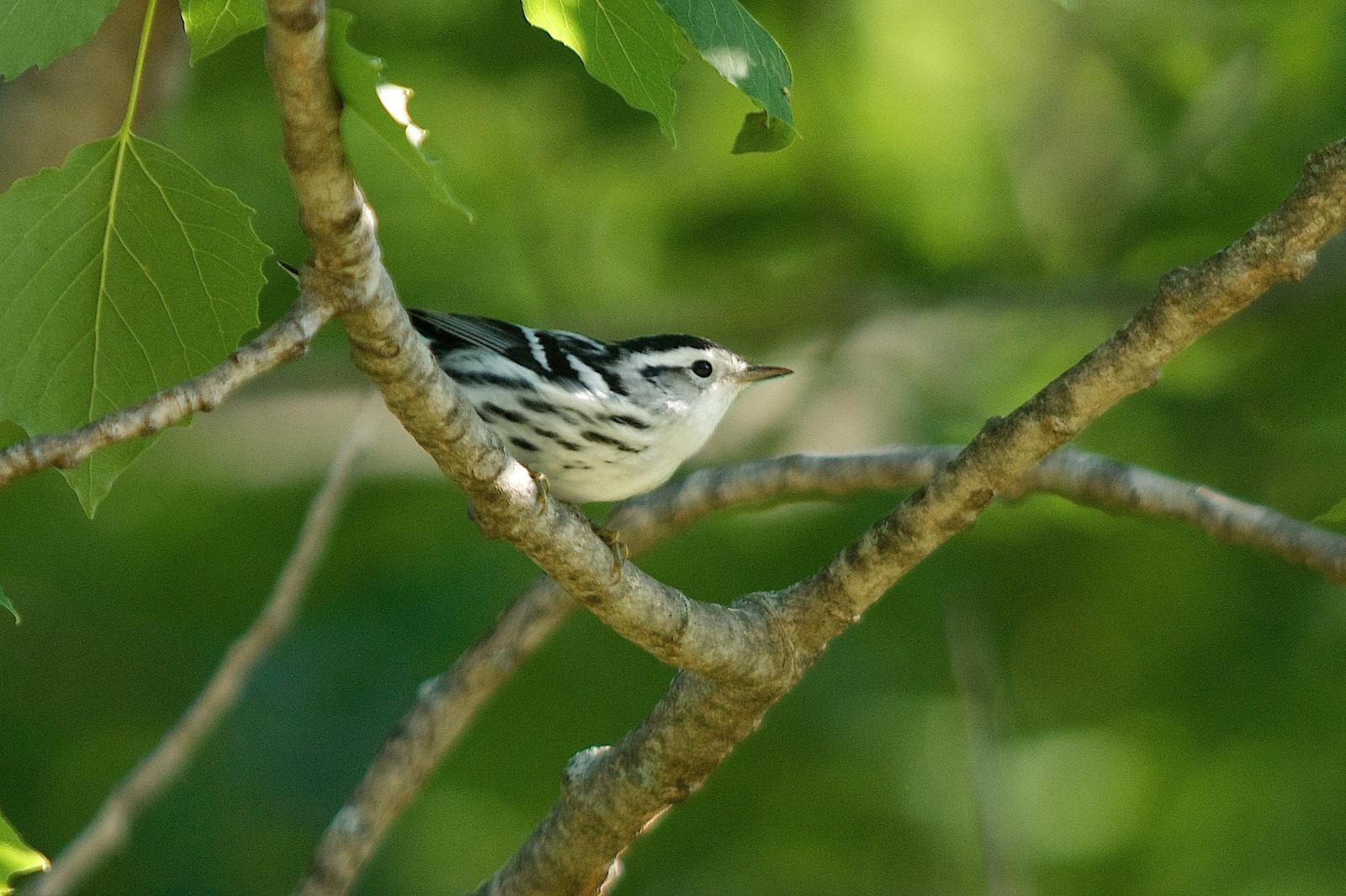 Black-and-white Warbler Photo by Gerald Hoekstra