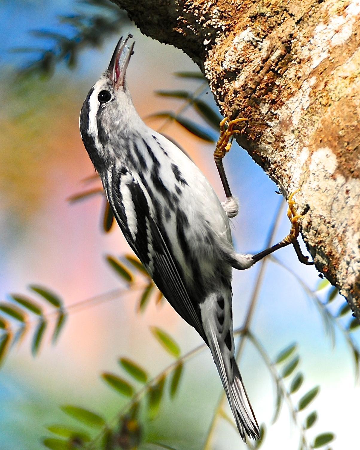 Black-and-white Warbler Photo by Gerald Friesen