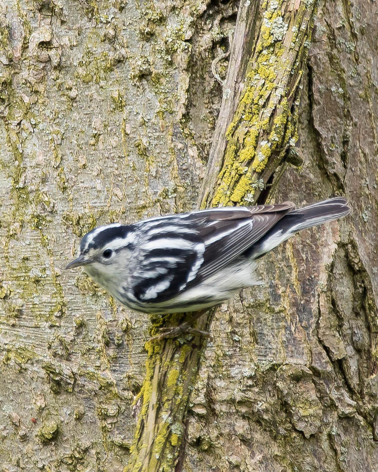 Black-and-white Warbler Photo by Denis Rivard