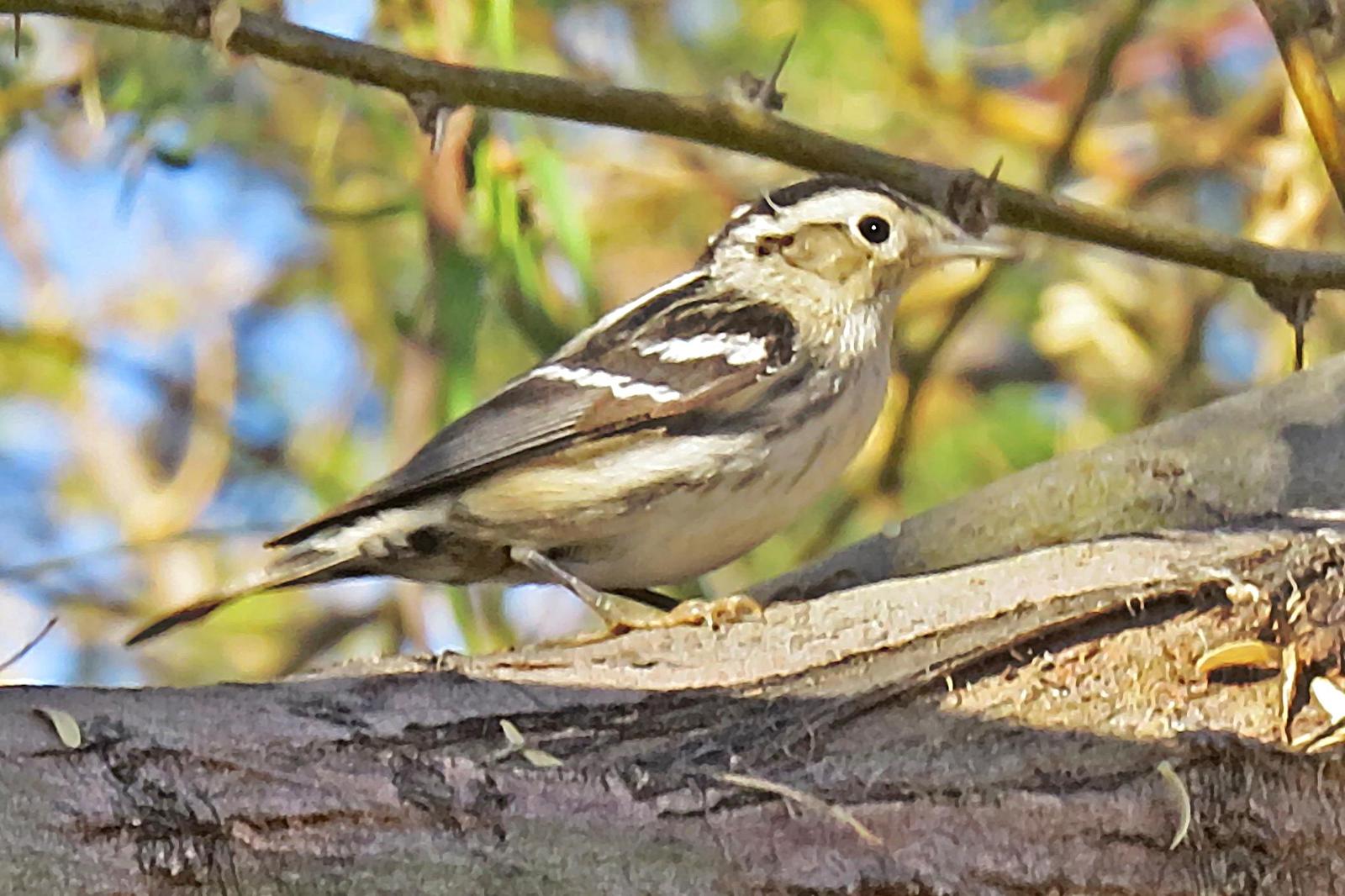 Black-and-white Warbler Photo by Bob Neugebauer