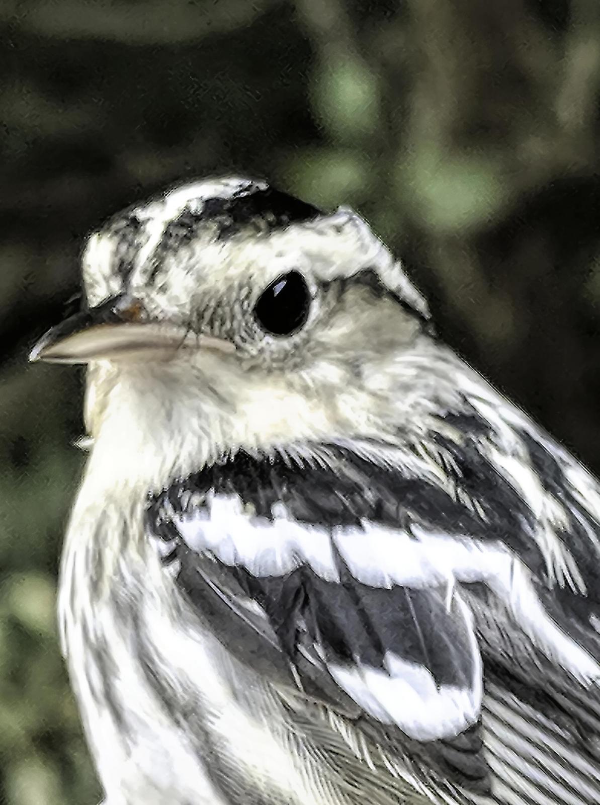 Black-and-white Warbler Photo by Dan Tallman