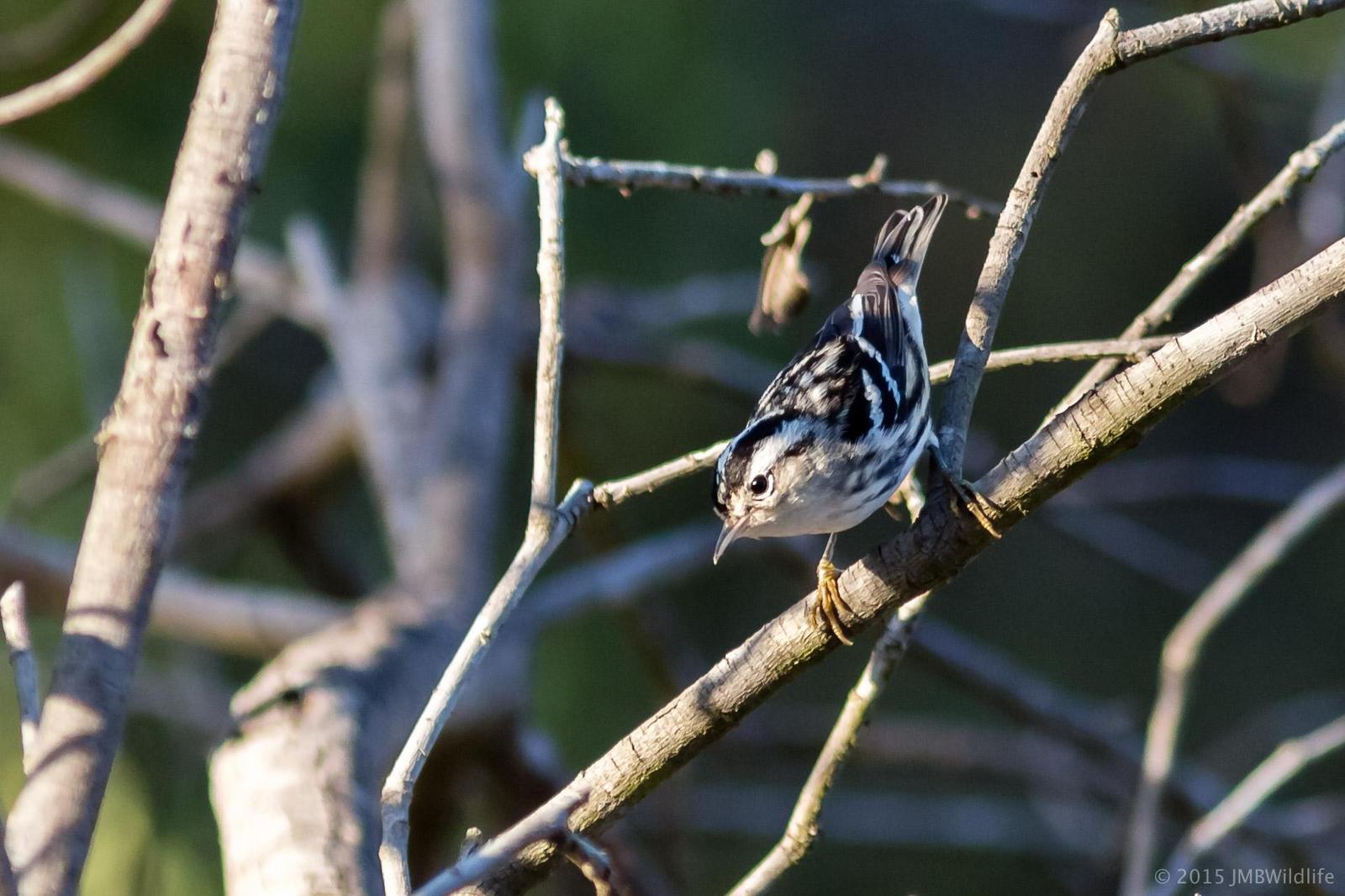 Black-and-white Warbler Photo by Jeff Bray