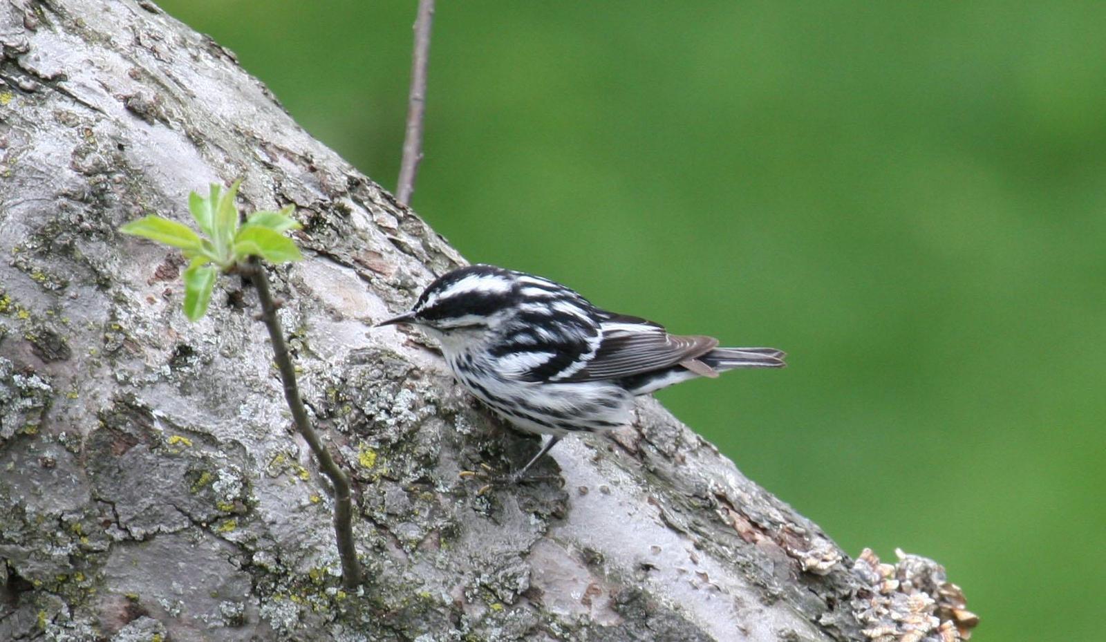 Black-and-white Warbler Photo by Roseanne CALECA