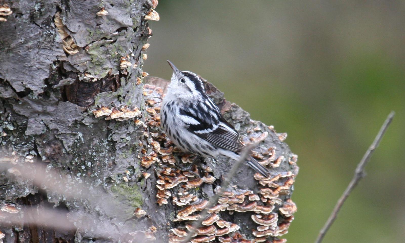 Black-and-white Warbler Photo by Roseanne CALECA