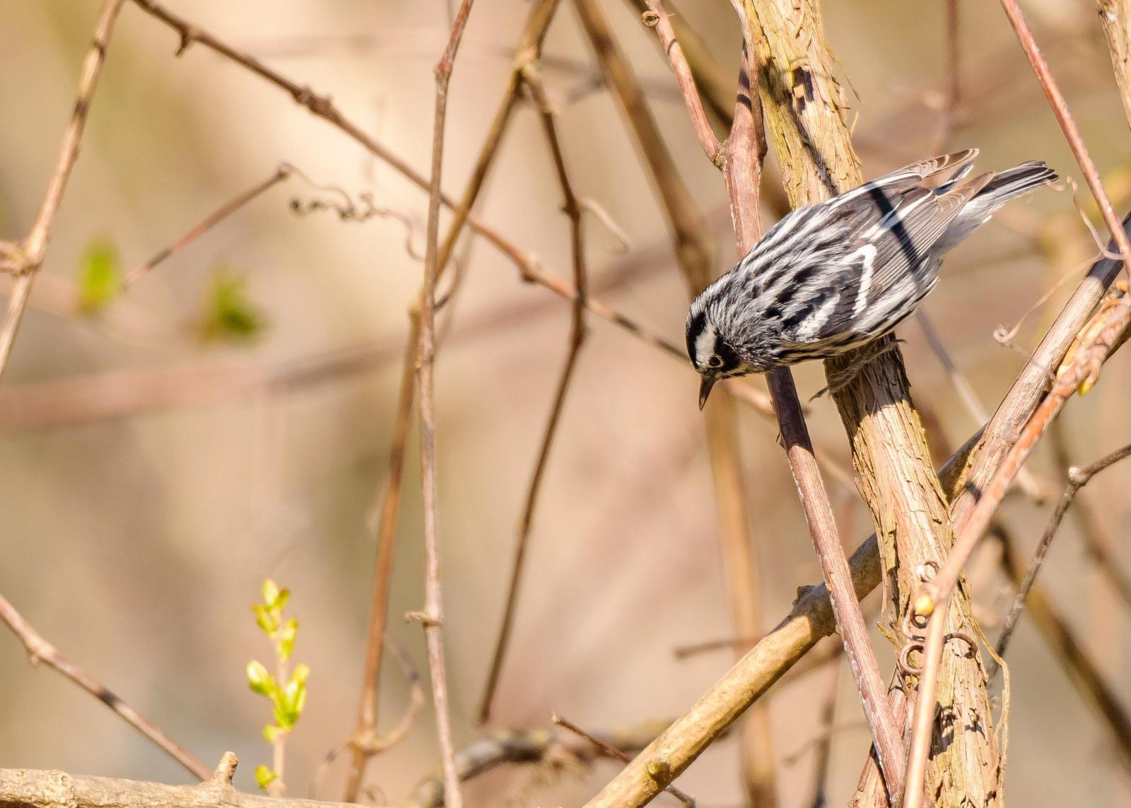 Black-and-white Warbler Photo by Keshava Mysore