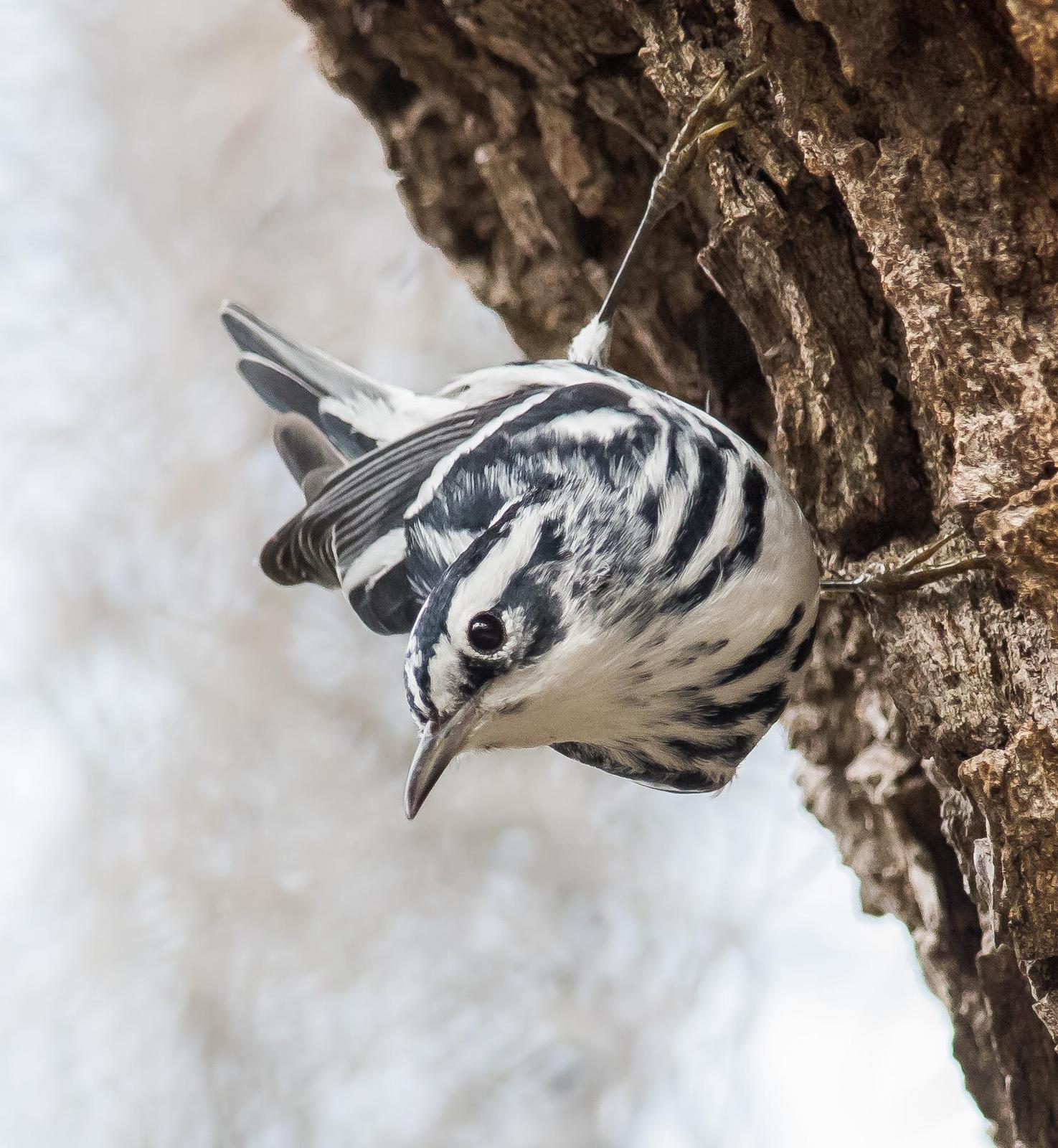 Black-and-white Warbler Photo by Georgia Wilson