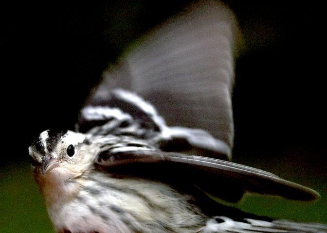 Black-and-white Warbler Photo by Dan Tallman