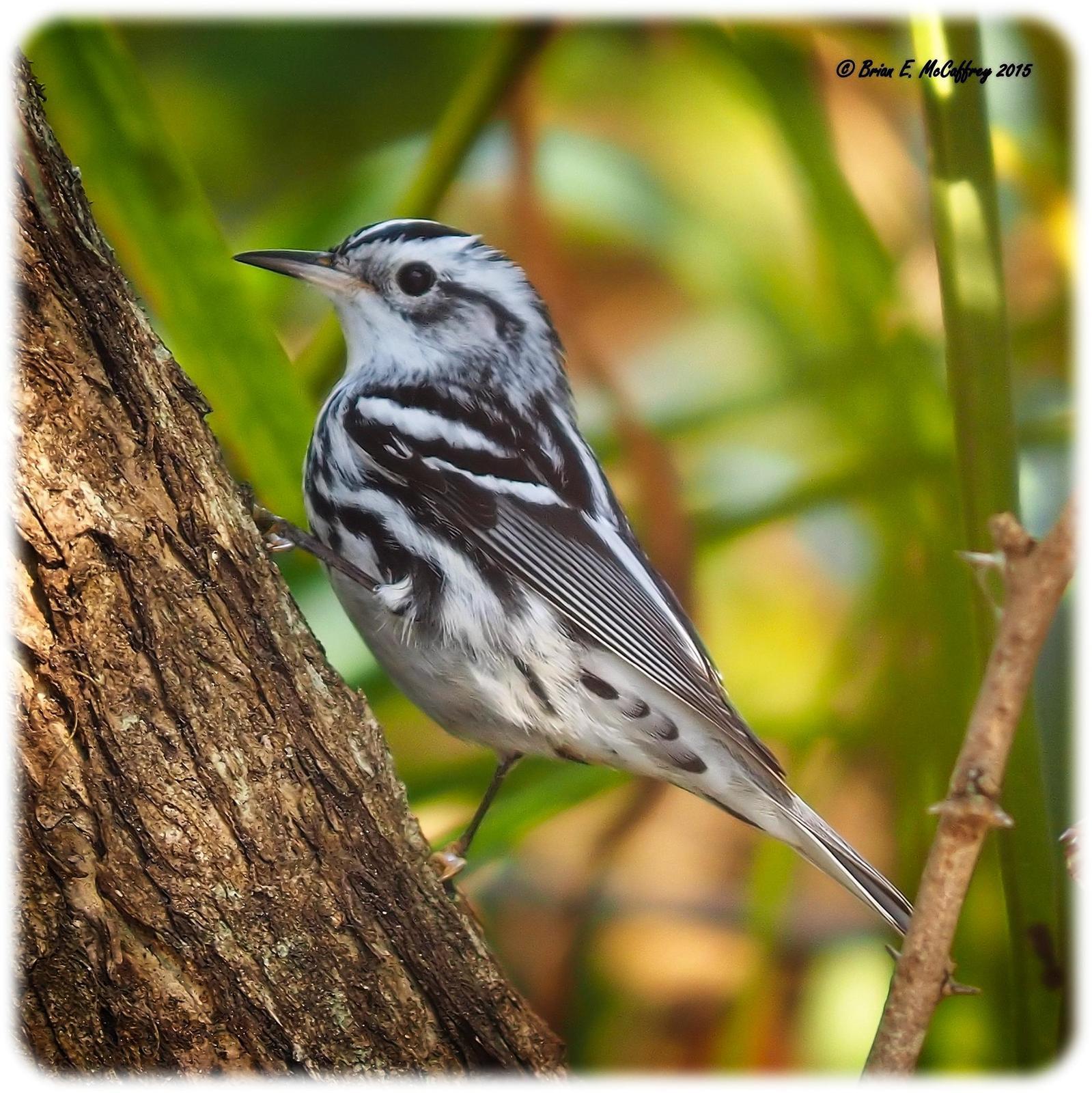 Black-and-white Warbler Photo by Brian McCaffrey