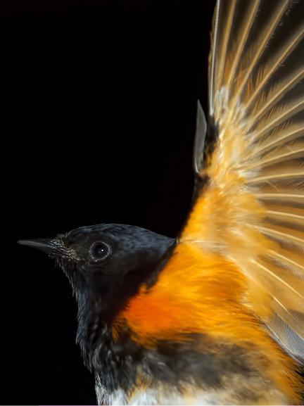 American Redstart Photo by Dan Tallman
