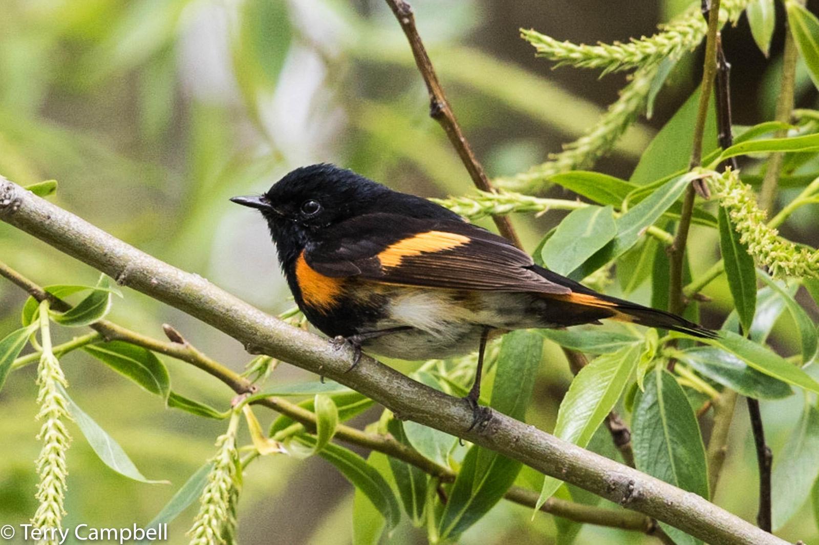 American Redstart Photo by Terry Campbell
