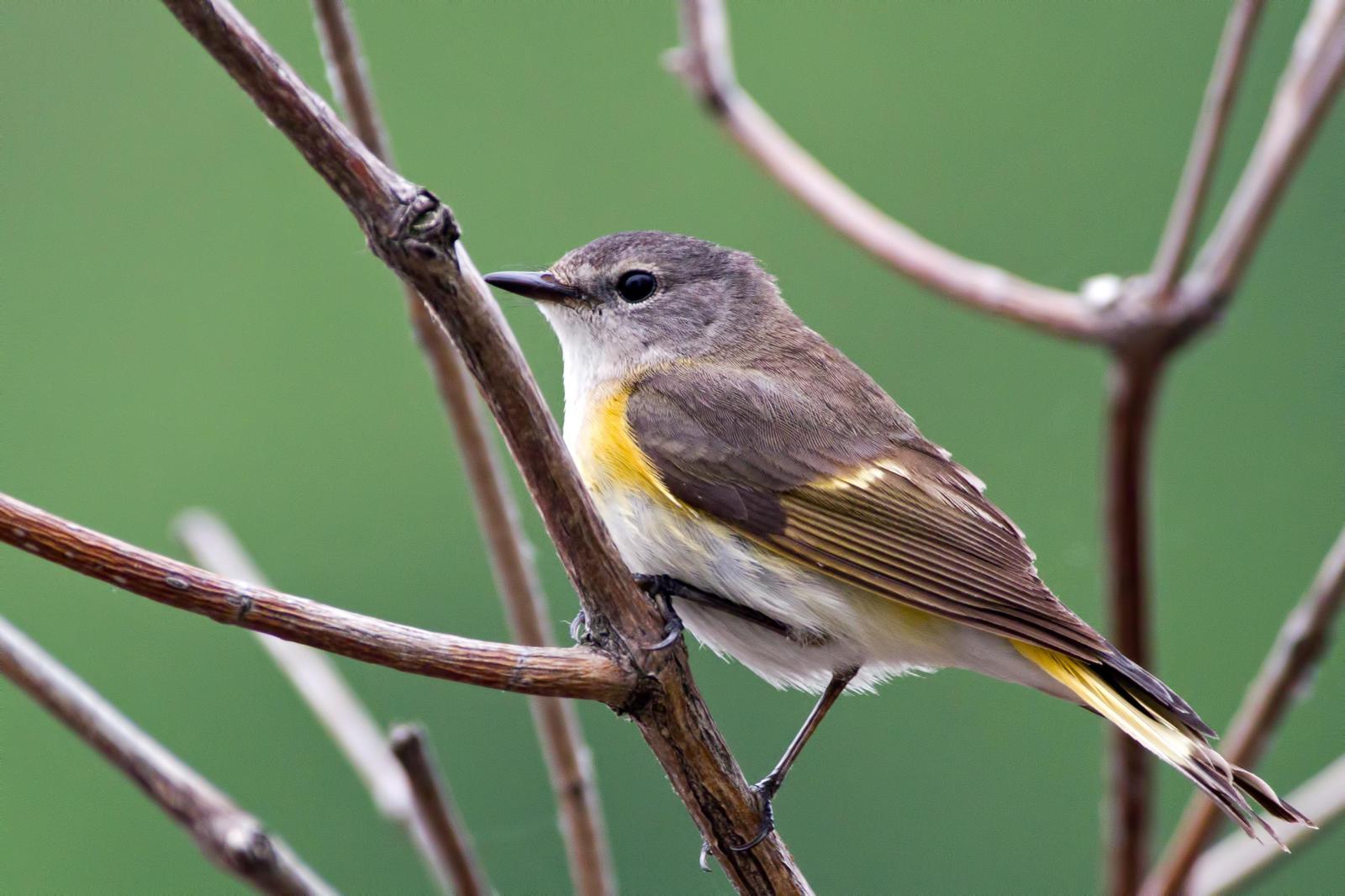 American Redstart Photo by Rob Dickerson