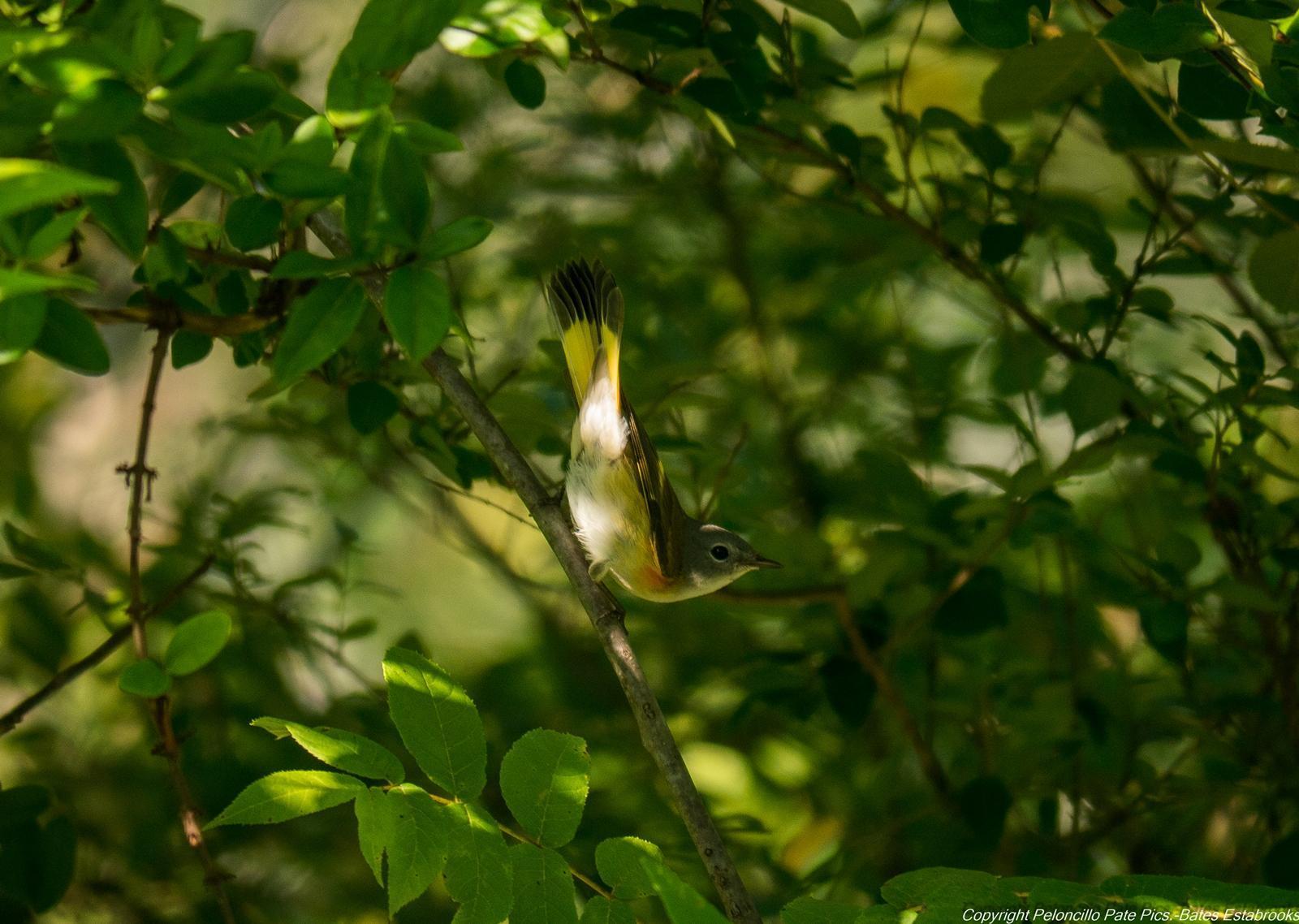 American Redstart Photo by Bates Estabrooks