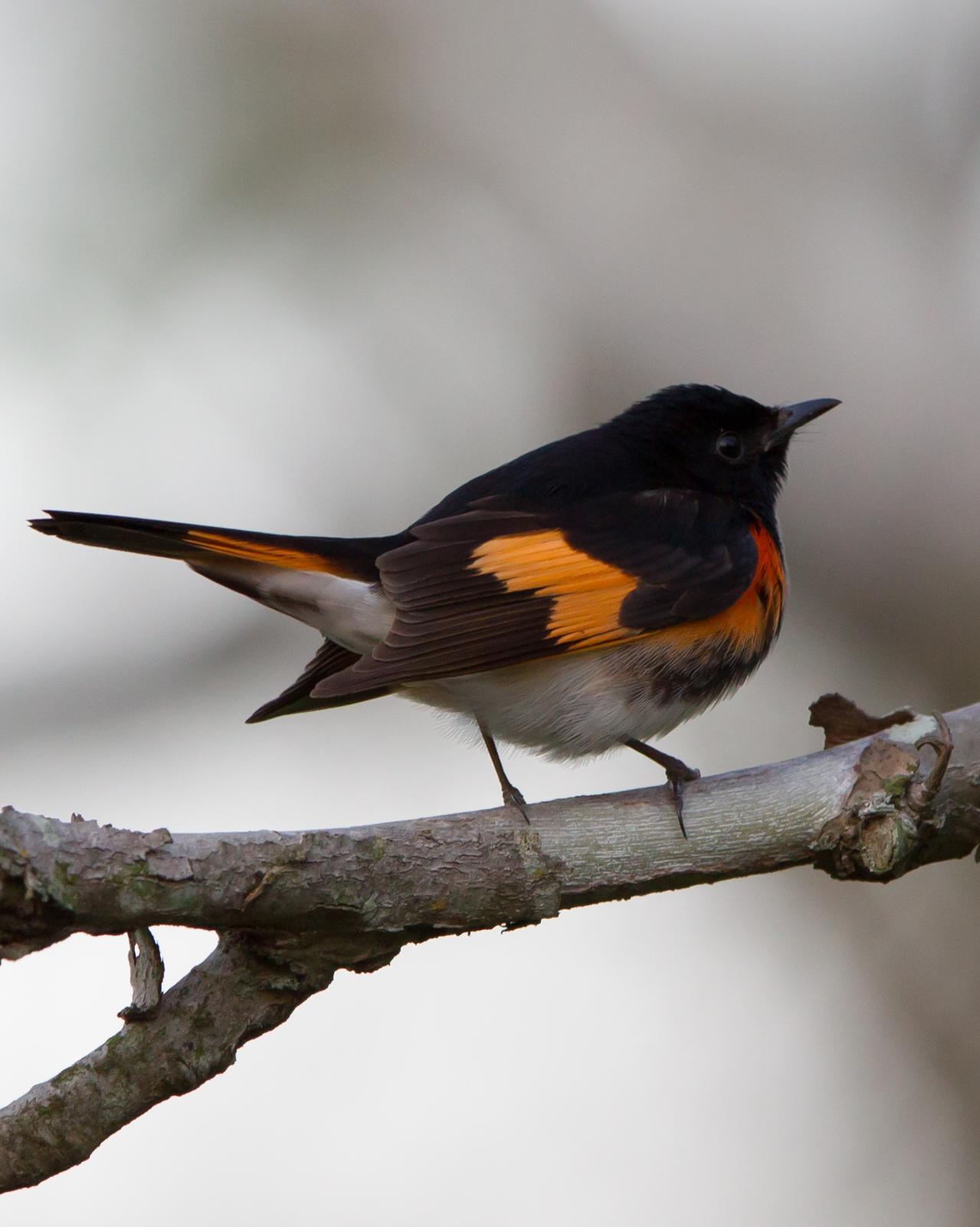 American Redstart Photo by Kevin Berkoff