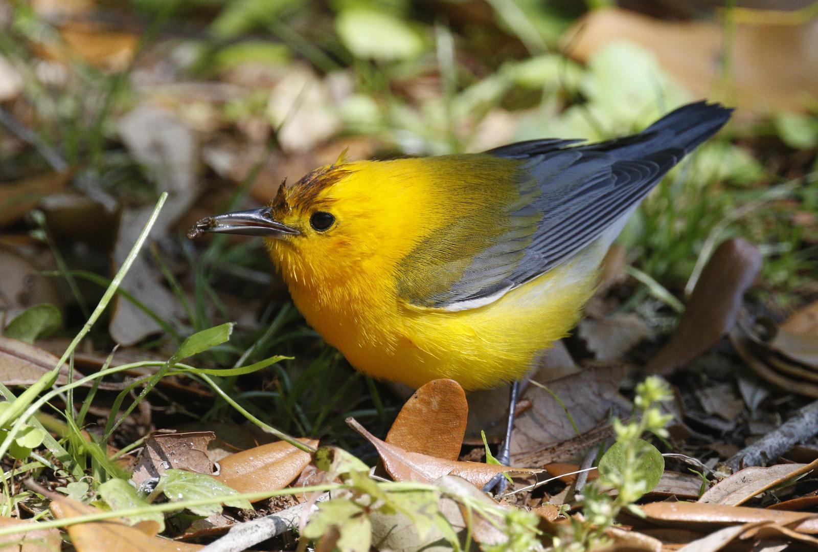 Prothonotary Warbler Photo by Emily Willoughby