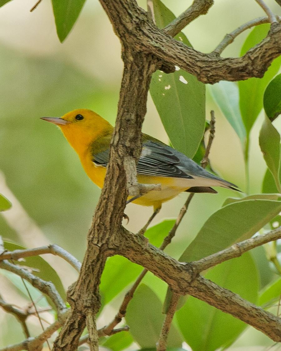 Prothonotary Warbler Photo by JC Knoll