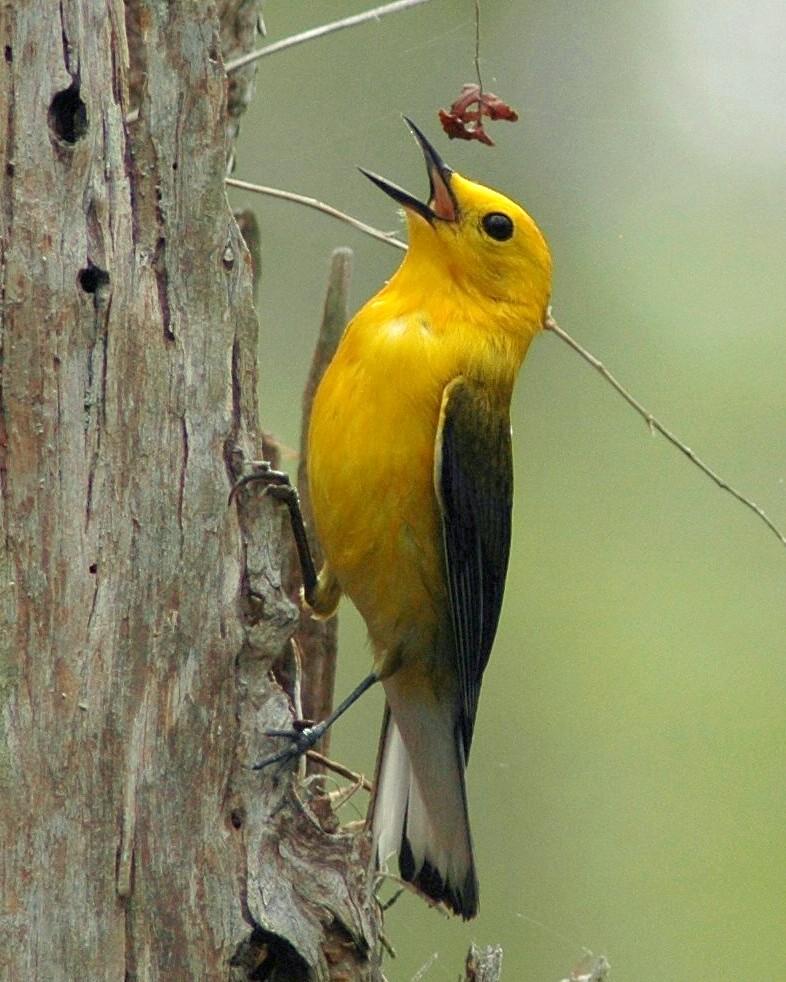 Prothonotary Warbler Photo by David Hollie