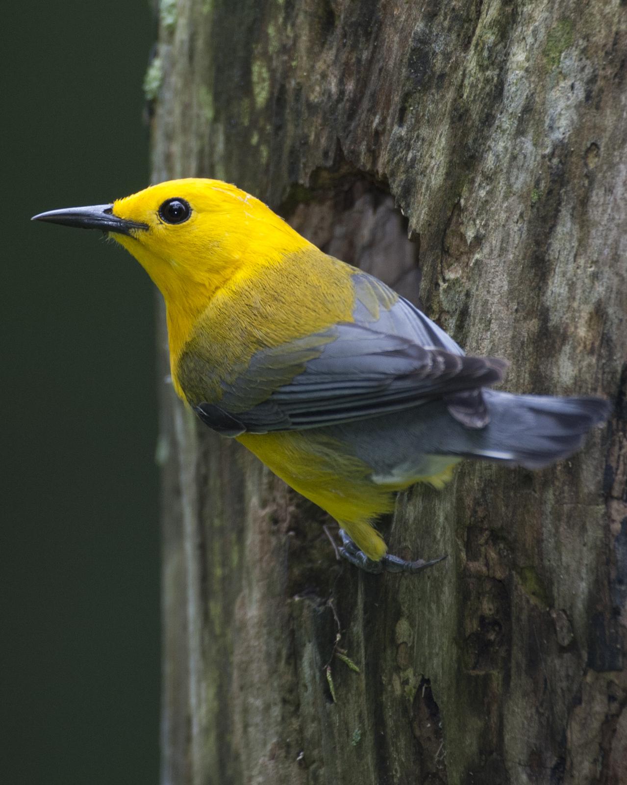 Prothonotary Warbler Photo by Jeff Moore