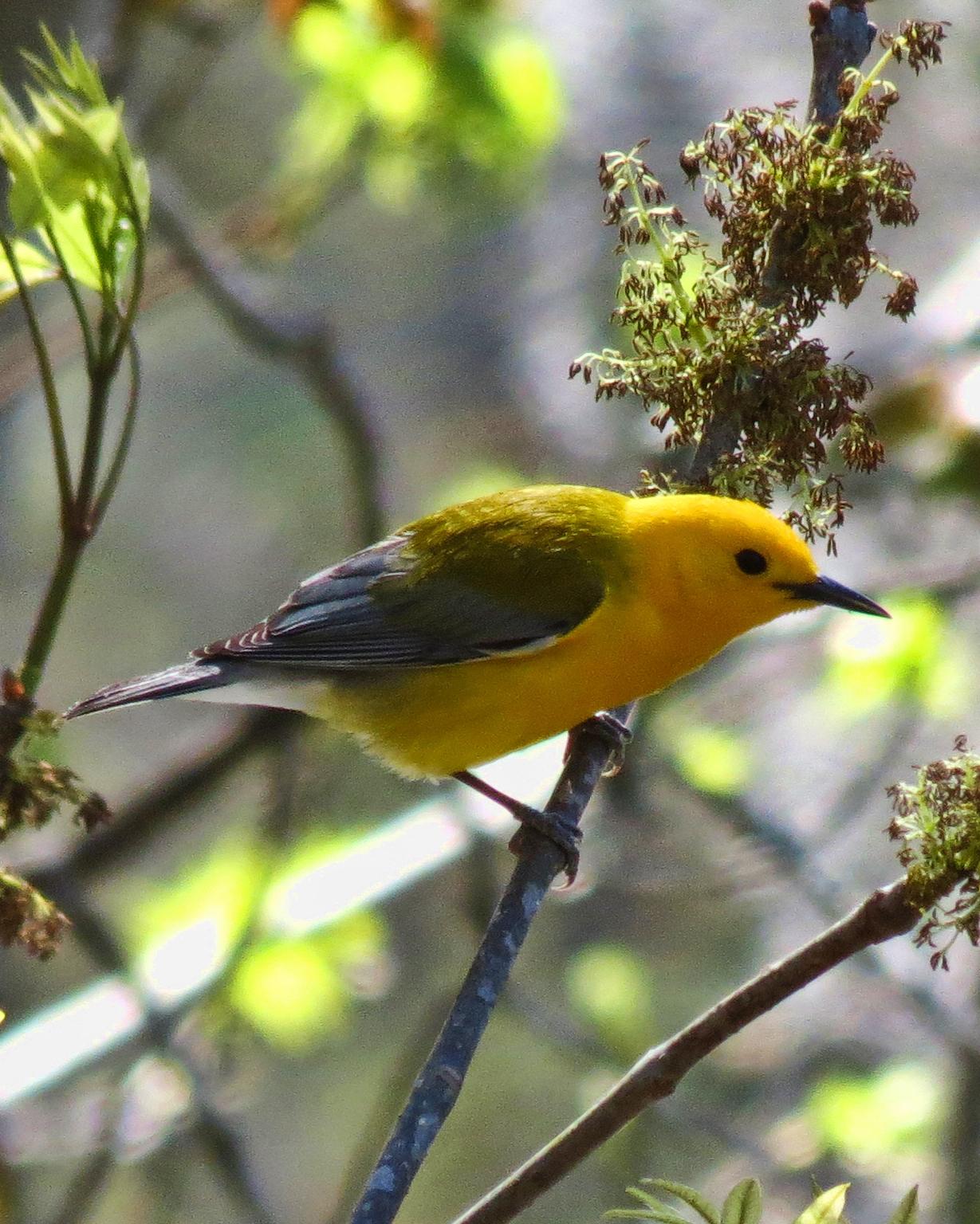 Prothonotary Warbler Photo by Sherrie Ingram