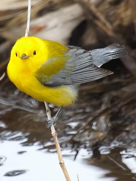 Prothonotary Warbler Photo by Dan Tallman