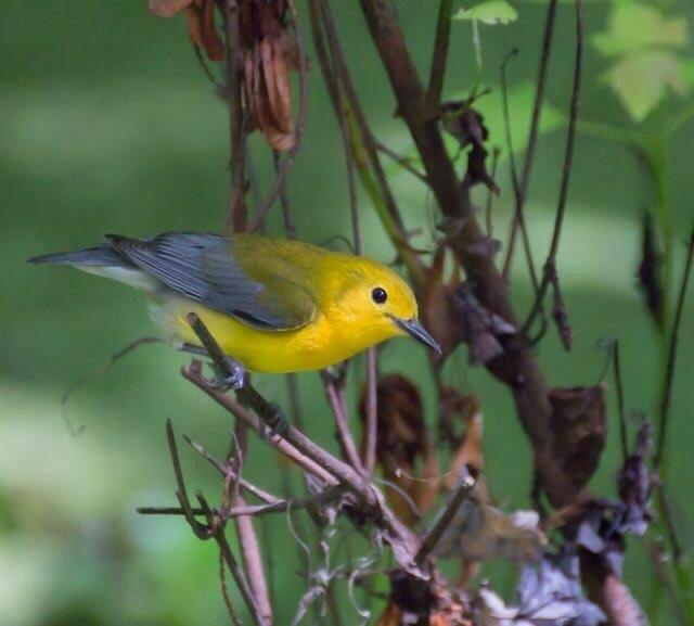 Prothonotary Warbler Photo by Gina Noggle