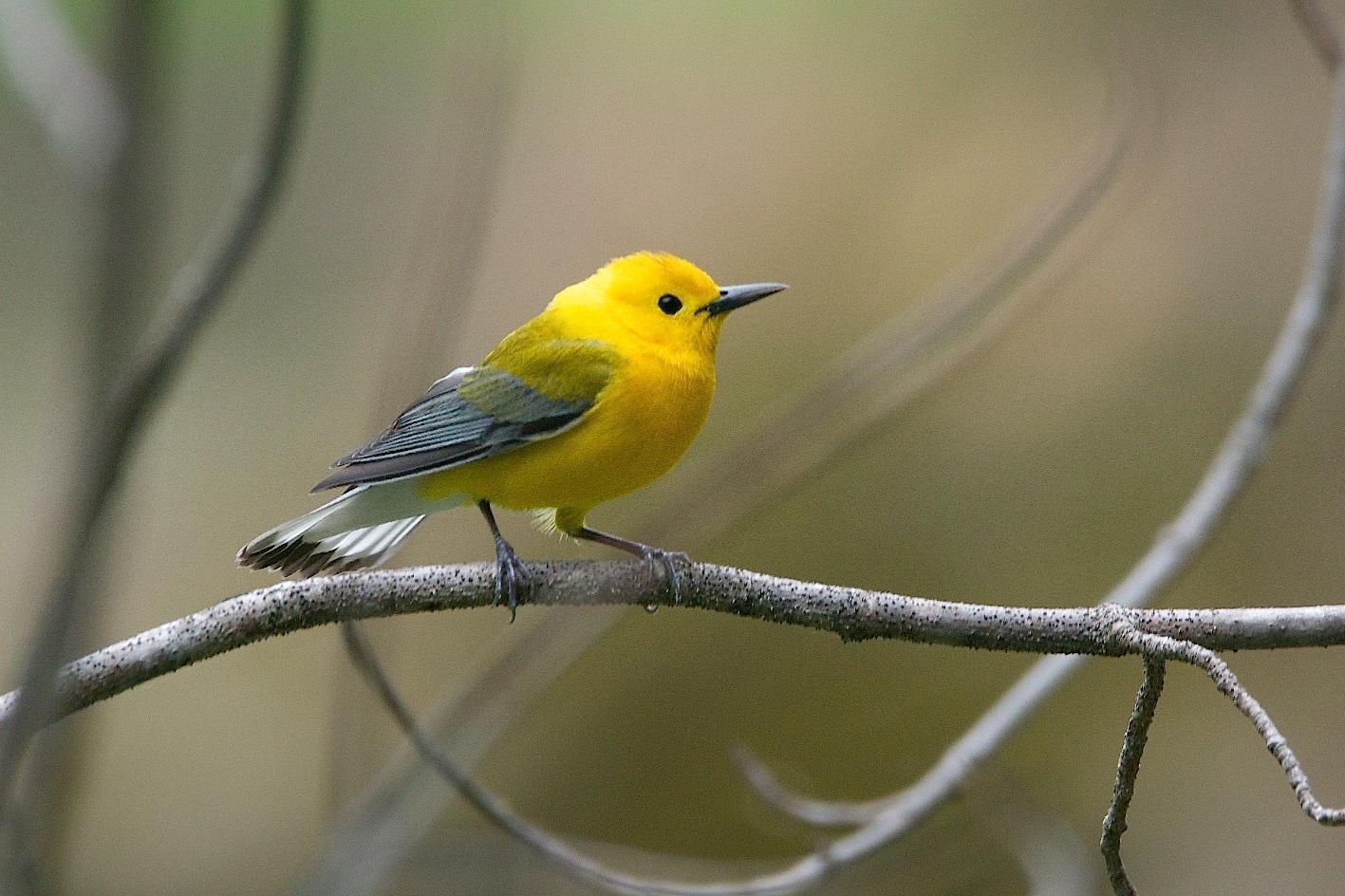 Prothonotary Warbler Photo by Gerald Hoekstra