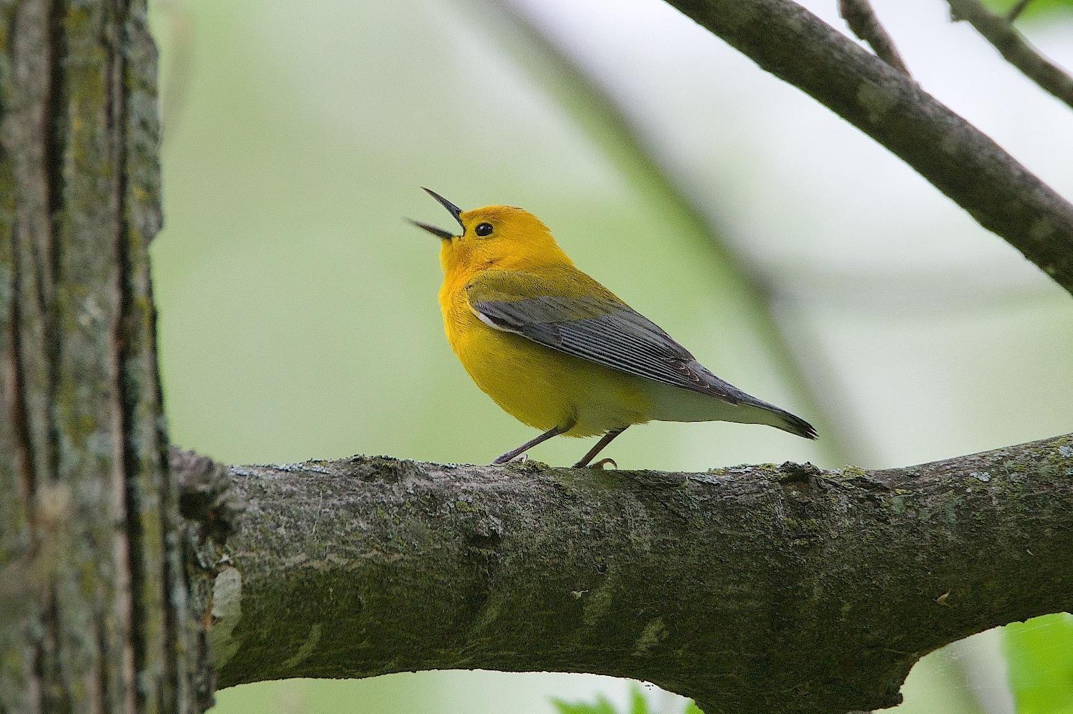Prothonotary Warbler Photo by Gerald Hoekstra