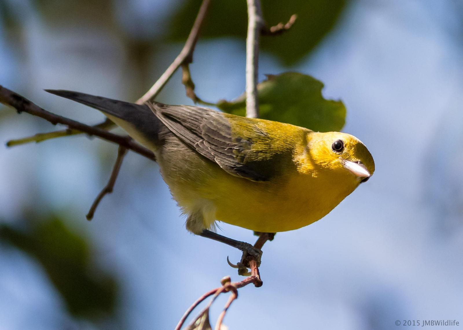 Prothonotary Warbler Photo by Jeff Bray
