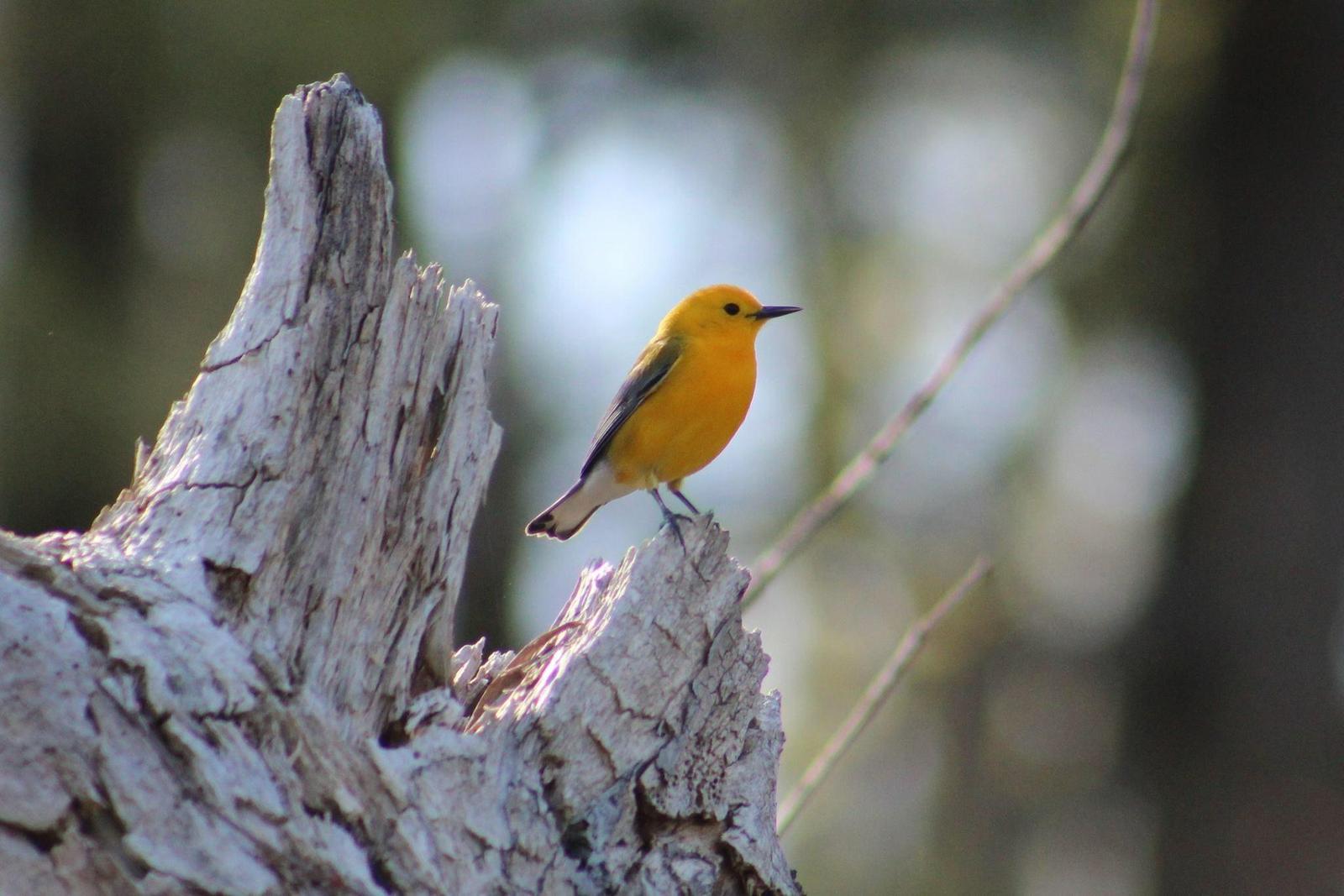 Prothonotary Warbler Photo by Karin Pelton