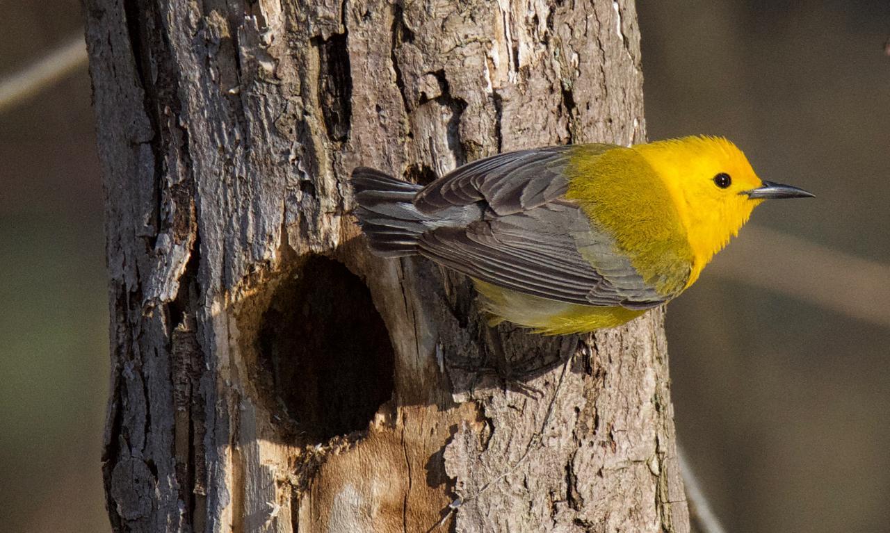 Prothonotary Warbler Photo by Brian Avent