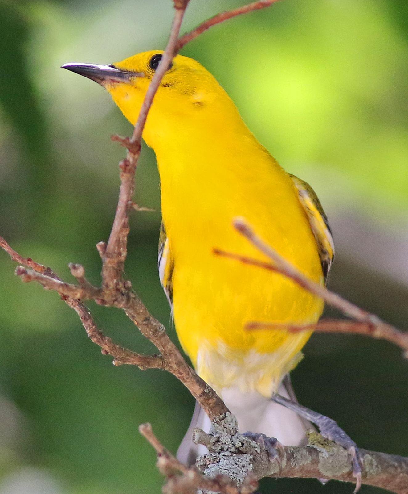 Prothonotary Warbler Photo by Tom Gannon