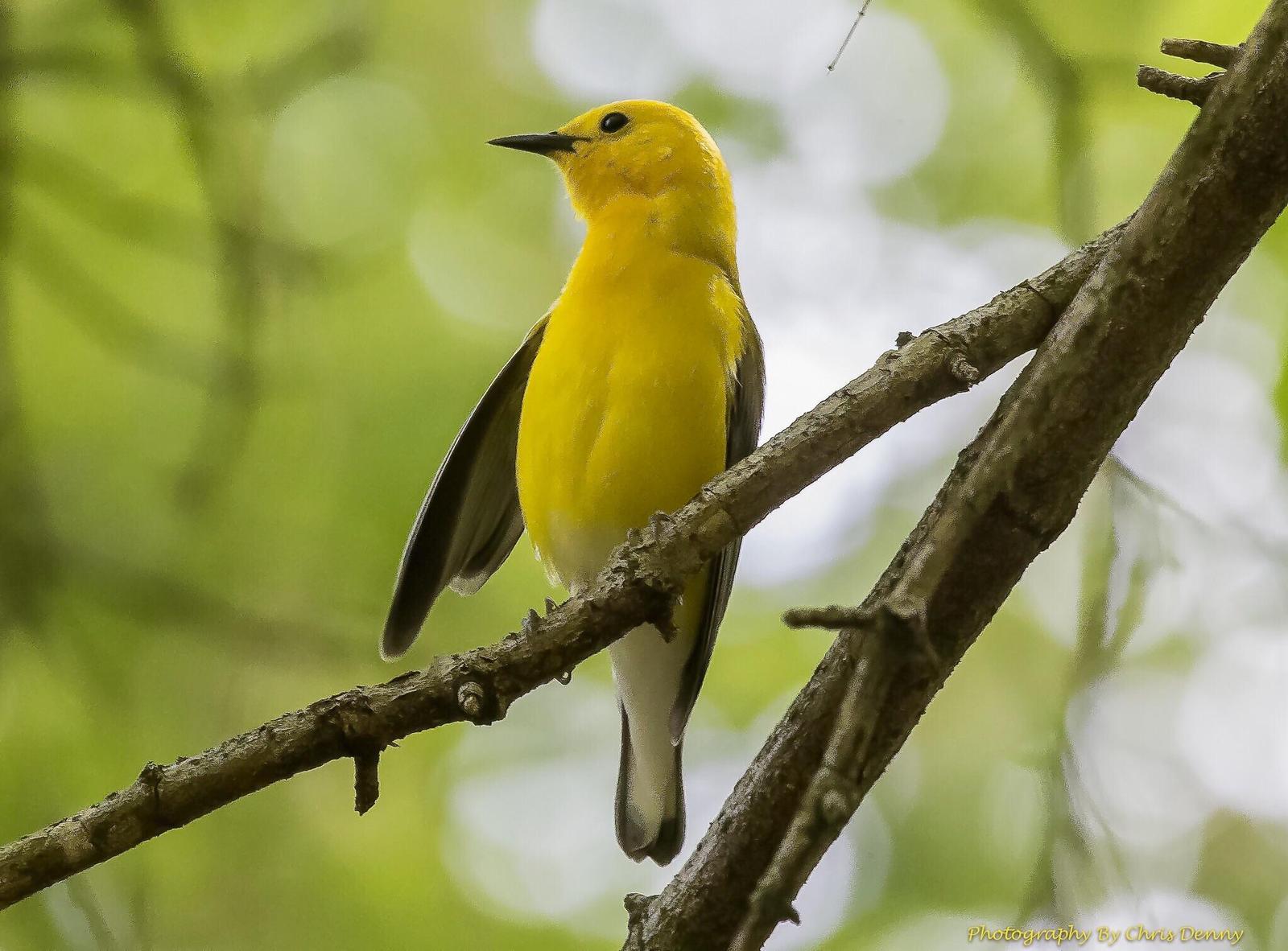 Prothonotary Warbler Photo by Chris Denny