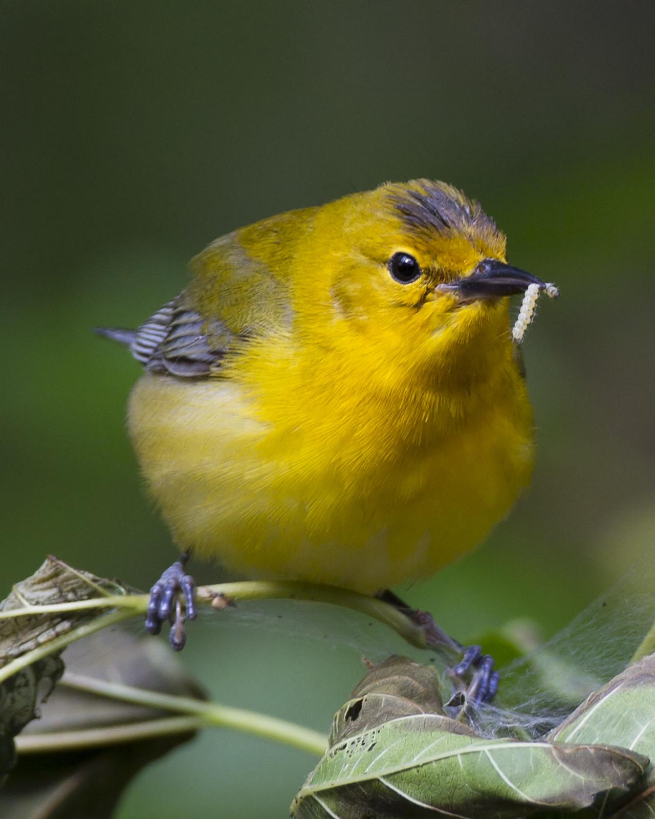 Prothonotary Warbler Photo by Bill Adams