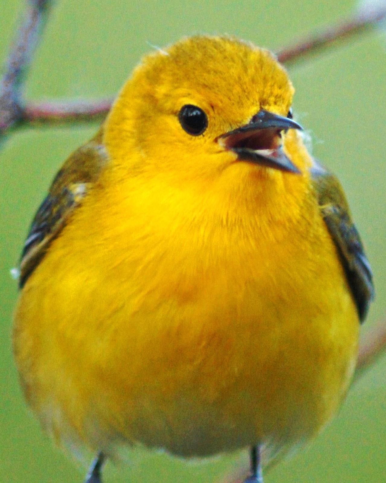 Prothonotary Warbler Photo by Nathan DeBruine