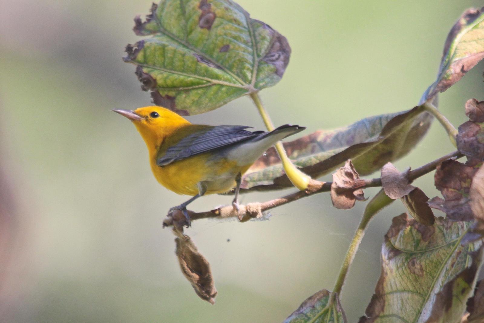Prothonotary Warbler Photo by Tom Ford-Hutchinson