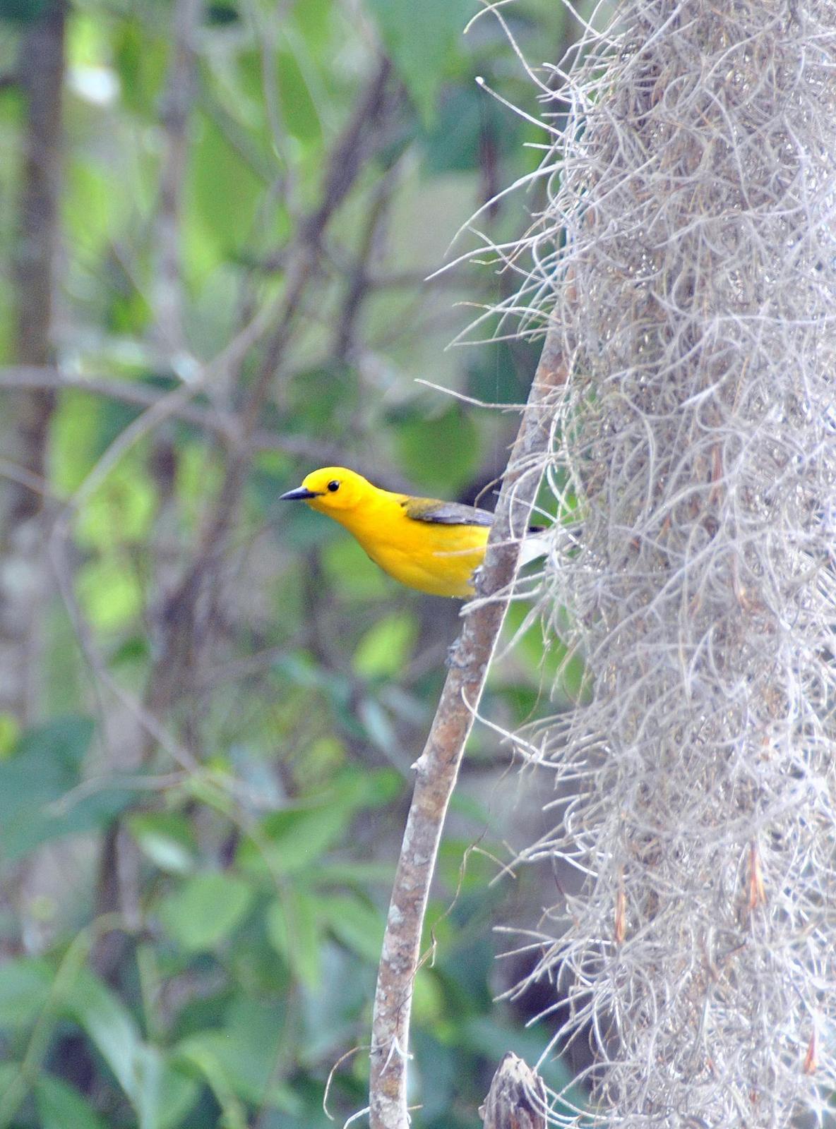 Prothonotary Warbler Photo by Carol Foil