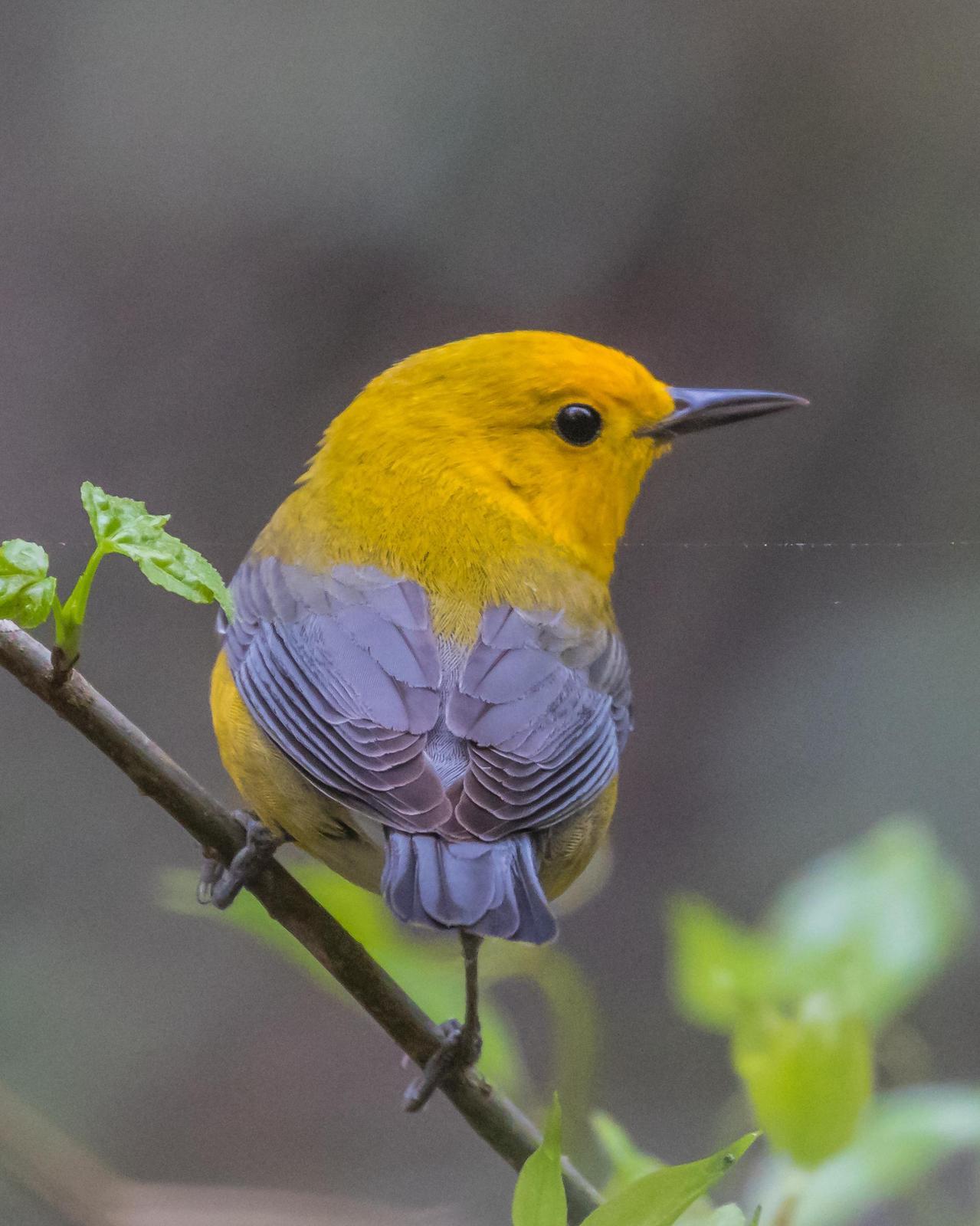 Prothonotary Warbler Photo by Jane Norris