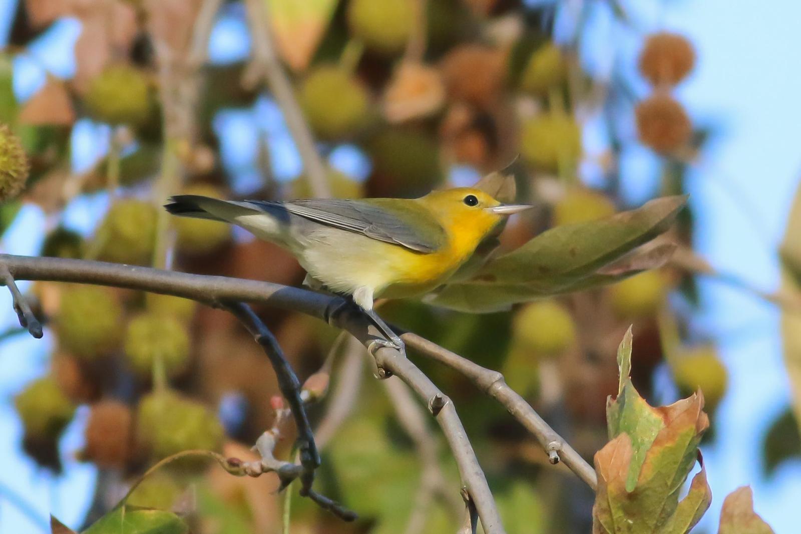 Prothonotary Warbler Photo by Tom Ford-Hutchinson