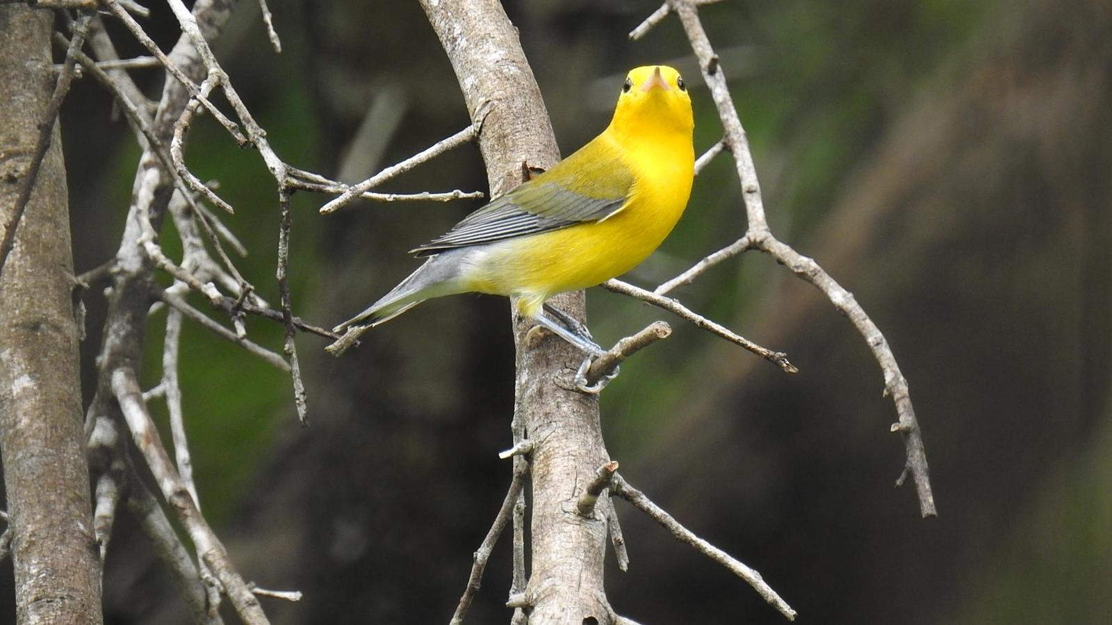 Prothonotary Warbler Photo by Julio Delgado