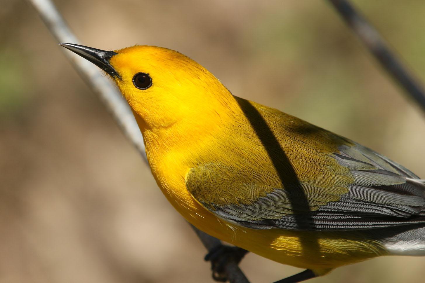 Prothonotary Warbler Photo by Kristy Baker