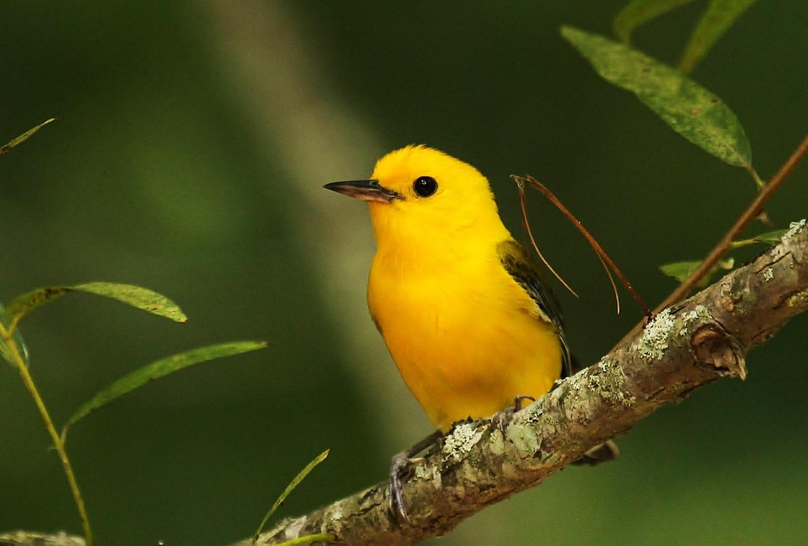 Prothonotary Warbler Photo by Matthew McCluskey