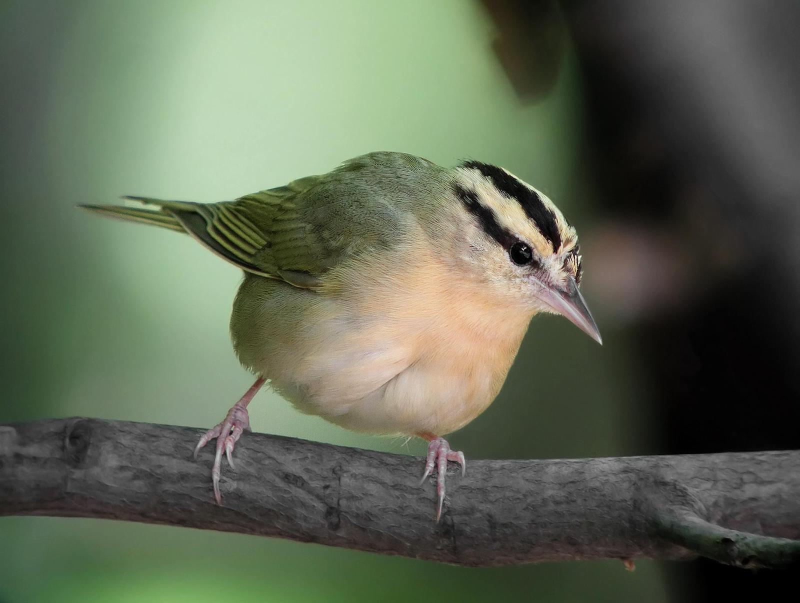Worm-eating Warbler Photo by Joseph Pescatore