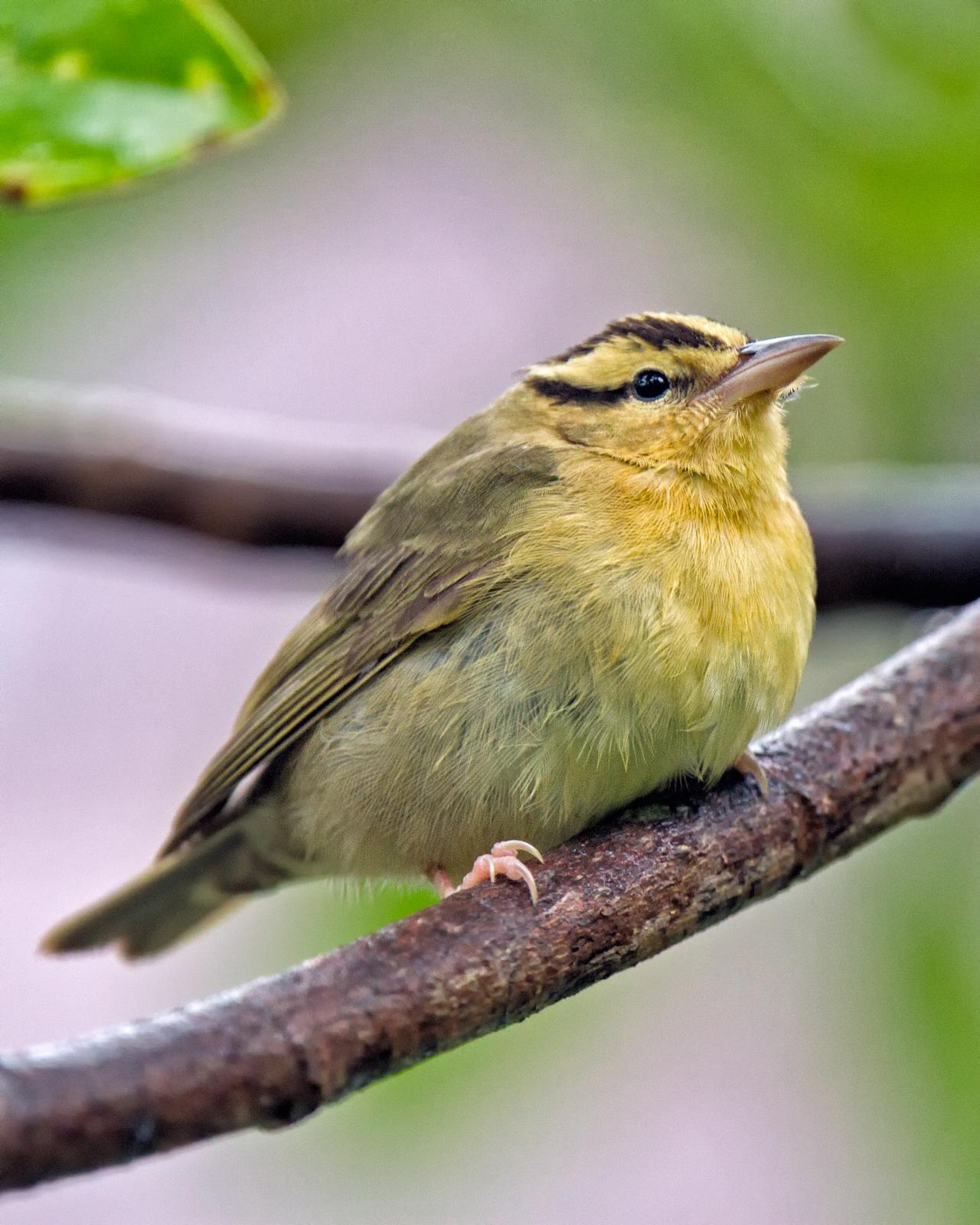 Worm-eating Warbler Photo by JC Knoll