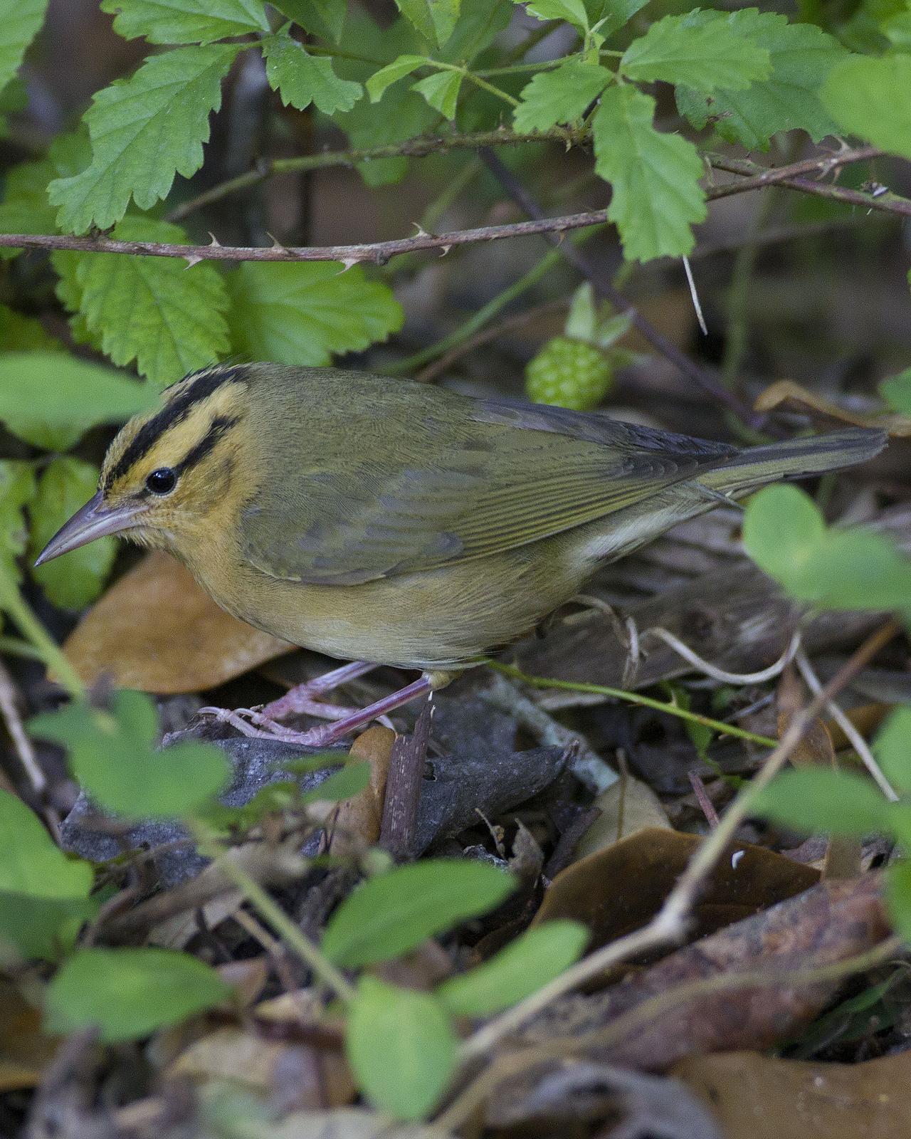 Worm-eating Warbler Photo by Bill Adams