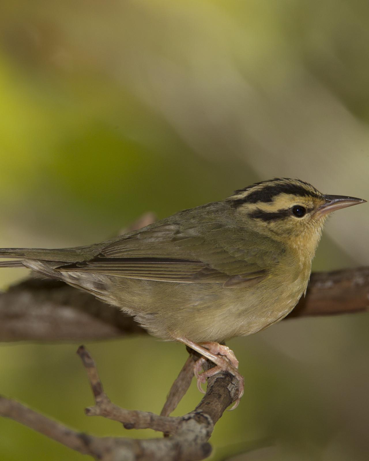 Worm-eating Warbler Photo by Jeff Moore