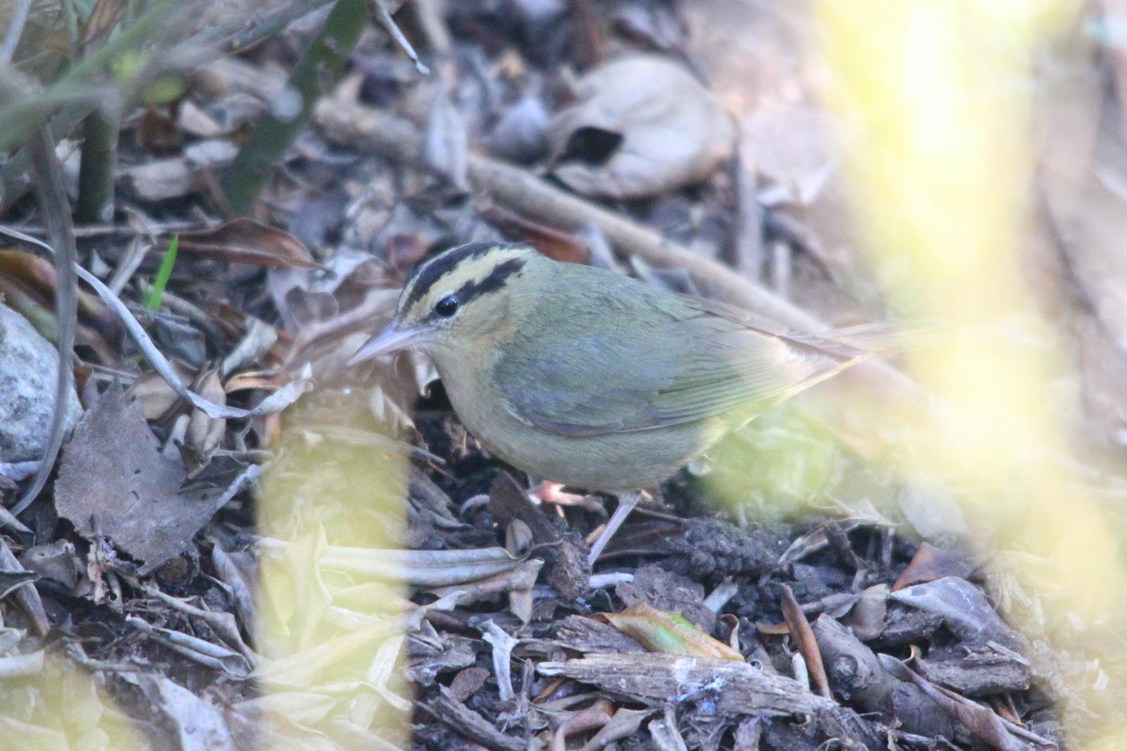 Worm-eating Warbler Photo by Tom Ford-Hutchinson