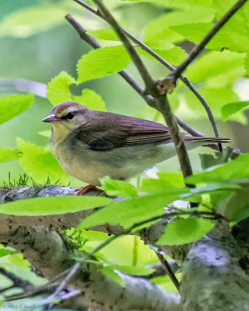 Swainson's Warbler Photo by JC Knoll