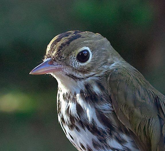 Ovenbird Photo by Dan Tallman
