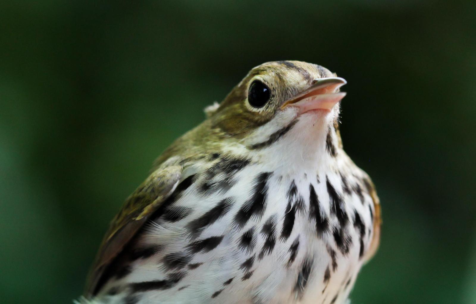 Ovenbird Photo by Lucy Wightman